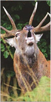 Elaphus