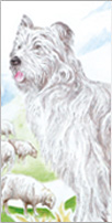 Dr François - Le Chien