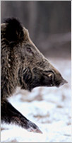 Scrofa